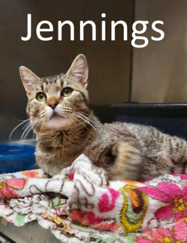 Stone County Humane Society